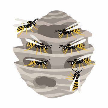 Wasp nest with multiple wasps flying around and resting on its structure.