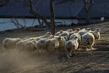 Russia. North-Eastern Caucasus. Dagestan. A flock of sheep returns from pastures on the slopes of the Caucasus Mountains against the background of the last rays of the evening sun. © Александр Катаржин