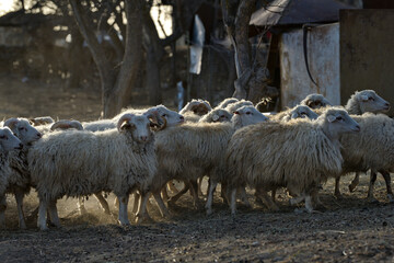 Russia. North-Eastern Caucasus. Dagestan. A flock of sheep returns from pastures on the slopes of the Caucasus Mountains against the background of the last rays of the evening sun. © Александр Катаржин