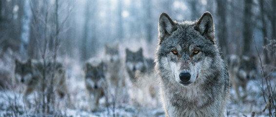 Close-up of an alpha wolf leading its pack in a snowy landscape
