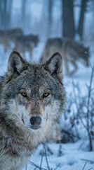 Obraz premium Close-up of an alpha wolf leading its pack in a snowy landscape