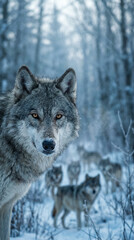 Fototapeta premium Close-up of an alpha wolf leading its pack in a snowy landscape