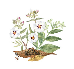 Watercolor illustration of cistus ladanifer and tobacco flowers, tobacco dried leaves and a cigar. Botanical painting of the fragrant flowers for perfumery projects