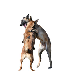 2 funny Belgian Malinois dogs standing face to face and seeming to dance or play.

