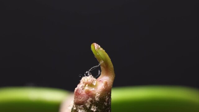 Timelapse showing axillary bud activation and leaf morphogenesis in Hoya kerrii, documenting early shoot growth, trichome development, and protective tissue remnants during vegetative growth.