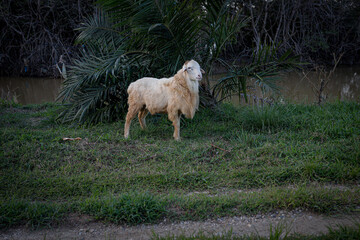 Obraz premium White Sheep Standing on Green Grass Near River