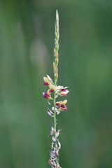 A beautiful pink wild flowers near a wetland lake area