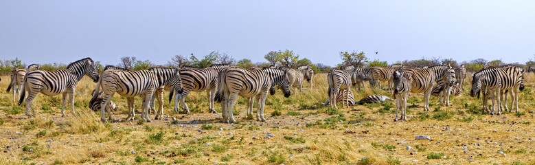 Steppenzebras