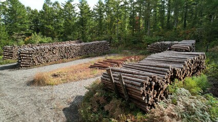 切り出された丸太