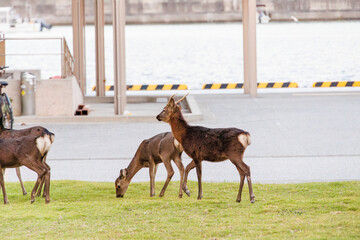 天然記念物のケラマジカ（アカシカ）。
希少な野生動物ですが、日中から町中に普通に現れます。
阿嘉島阿嘉港
沖縄県島尻郡慶良間諸島-2025
沖縄本島から40km西方にある諸島。
大小30以上の島々からなる島嶼群は全体が国立公園に指定されている。
珊瑚礁の海、白い砂浜、緑の山地は世界屈指の美しさ。
多くの貴重な動植物が生息している。
