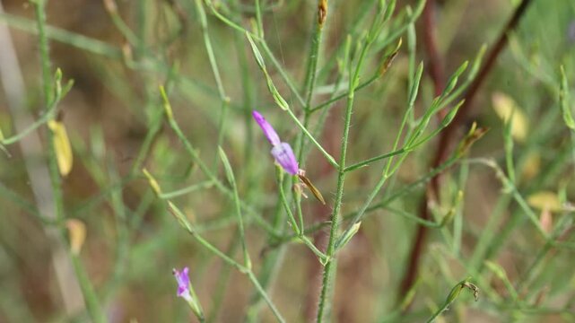 Dicliptera paniculata or Panicled Foldwing flower. It is&nbsp;a spreading herb in the Acanthaceae family. Lilac flowers in panicles, used in Ayurveda for decoctions and found across the Indian Subcontinent