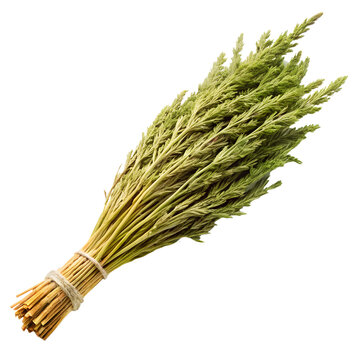 Horsetail plant stem isolated on transparent background PNG