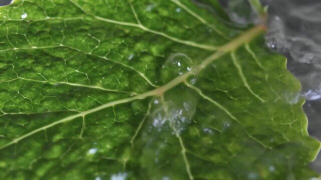 The surface tension of water holding a leaf in place, creating a concave meniscus, extreme macro view.