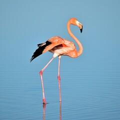 A vibrant pink flamingo stands gracefully in calm, blue water showcasing its elegant long neck, detailed feathers and long pink legs with a soft ripple reflection. © monwarul