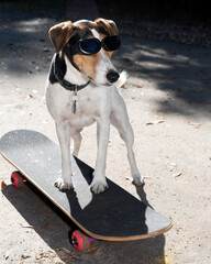 A jack russel dog on a skateboard