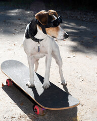 A jack russel dog on a skateboard