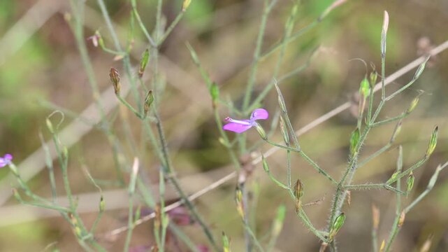 Dicliptera paniculata or Panicled Foldwing flower. It is&nbsp;a spreading herb in the Acanthaceae family. Lilac flowers in panicles, used in Ayurveda for decoctions and found across the Indian Subcontinent