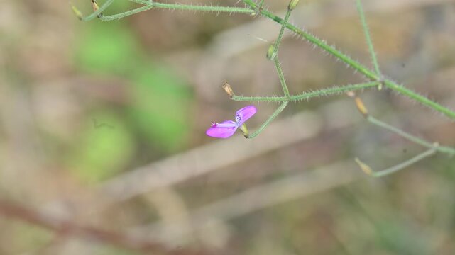 Dicliptera paniculata or Panicled Foldwing flower. It is&nbsp;a spreading herb in the Acanthaceae family. Lilac flowers in panicles, used in Ayurveda for decoctions and found across the Indian Subcontinent