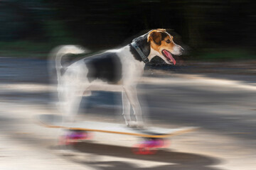 A jack russel dog on a skateboard