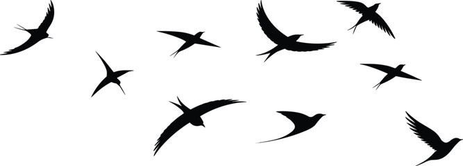Obraz premium Flying bird silhouettes collection graceful swallow seagull poses black animal vector illustration isolated on white background nature design