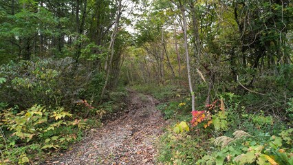 切り出された丸太