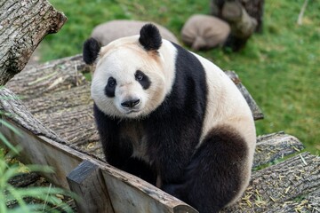 A rare endangered giant panda bear is a cute black and white mammal seen eating bamboo in the wild nature of a Chinese forest © monwarul