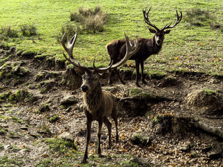 campagne, animaux
environnement  &eacute;tang sete Aveyron