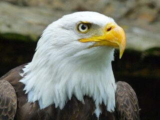 Obraz premium A powerful bald eagle close-up displaying its distinct white feathered head, bright yellow beak, and vigilant golden eye, capturing the essence of American wildlife and nature.
