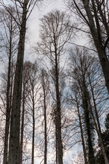 冬の森に差し込む太陽