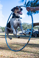 A jack russel dog jumping in a plastic hoop