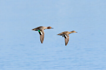 Eurasian Teal (Anas crecca) - Common in wetlands, estuaries and coastal lagoons across Ireland