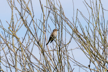 Spotted Flycatcher (Muscicapa striata) - Common in woodlands, parks and gardens across Ireland
