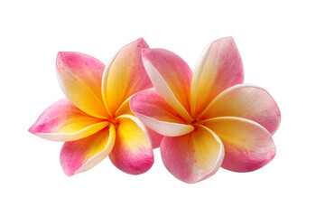 Exotic Fragrance of Plumeria Blossoms: Two captivating plumeria flowers, showcasing delicate pink and yellow petals, invite an immersion into a tranquil and colorful nature.