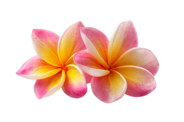 Exotic Fragrance of Plumeria Blossoms: Two captivating plumeria flowers, showcasing delicate pink and yellow petals, invite an immersion into a tranquil and colorful nature.