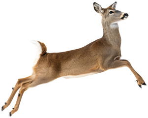 A graceful, light brown whitetail deer with a sleek, short coat and alert, dark eyes is captured mid-leap, showcasing its powerful musculature and elegant form, isolated on transparent background.