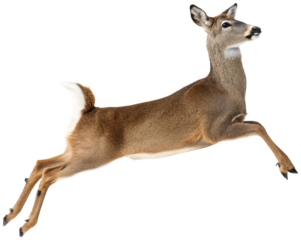 A graceful, light brown whitetail deer with a sleek, short coat and alert, dark eyes is captured mid-leap, showcasing its powerful musculature and elegant form, isolated on transparent background.