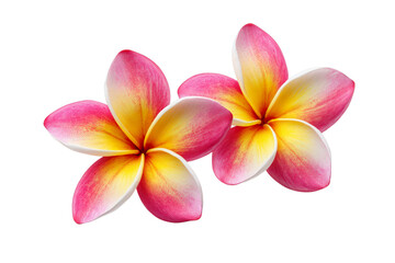 Tropical Paradise: Two vibrant plumeria flowers, with delicate petals of pink and yellow, epitomize the serene beauty of the tropics.