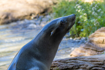 California Sea Lion (Zalophus californianus), common along the Pacific Coast of North America © fluffandshutter