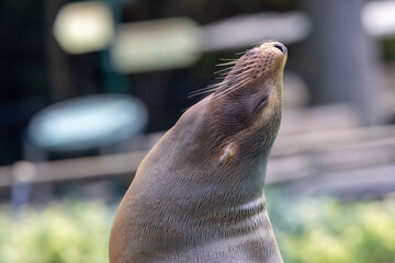 California Sea Lion (Zalophus californianus), common along the Pacific Coast of North America © fluffandshutter