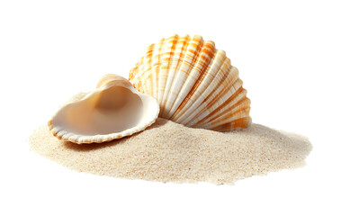 Sea shell sand pile isolated on white, side view PNG