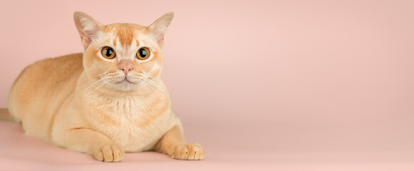 Burmese cream cat in full length