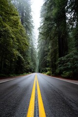Obraz premium Majestic redwood forest highway with misty trees and wet road in serene landscape