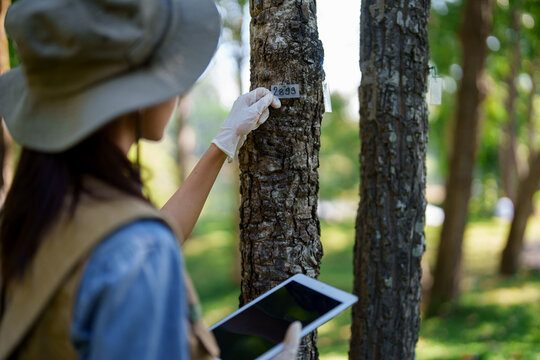 Asian adult botanist researcher conducting field study identifying tree bark with tablet data collection in forest environment for plant conservation