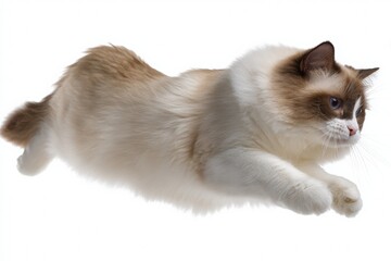 Obraz premium Fluffy ragdoll cat leaping gracefully against white background