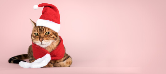Bengal cat in a Santa suit