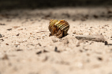 hermit crabon the sand in Maldives island
