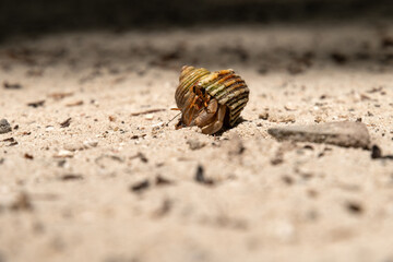 hermit crabon the sand in Maldives island