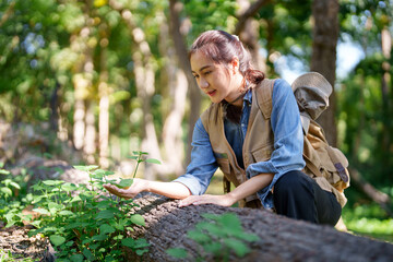 Asian adult botanist researcher studying plant growth on fallen log in lush forest environment exploring nature ecology conservation