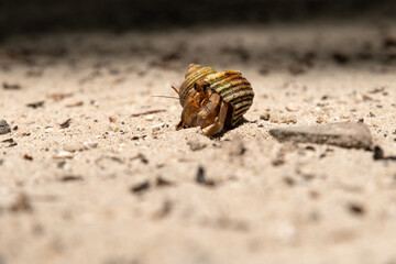 hermit crabon the sand in Maldives island