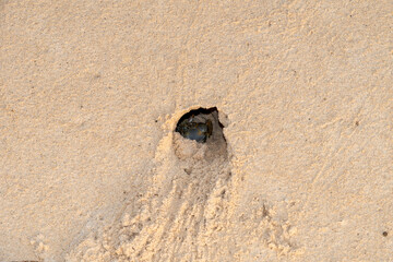 hermit crabon the sand in Maldives island